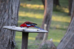 Adult Crimson Rosella