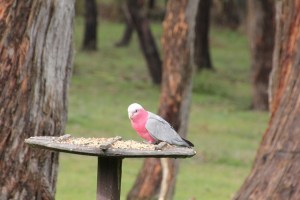 Galah feeding