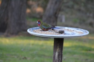 Immature Crimson Rosella