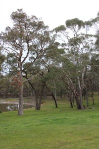 The Dam and trees