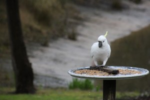 Sulphur Crested Cockatoo