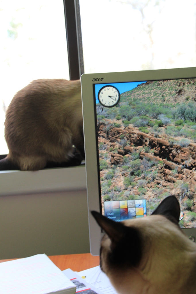 Cats sitting in front of computer screen