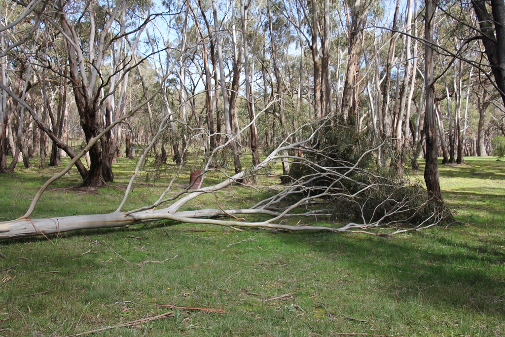 Canopy of the fallen tree