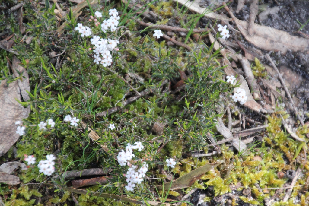 Native White Heath 