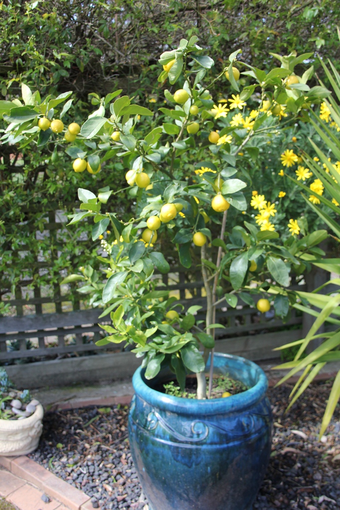 Tahitian Lime Tree in glazed pot