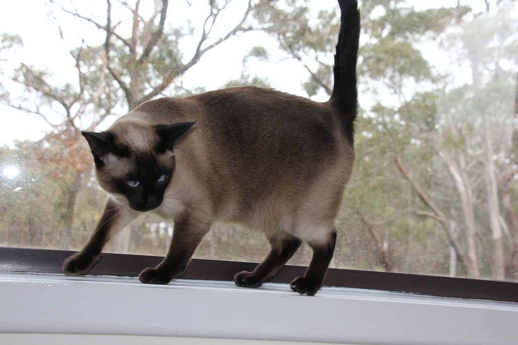 Luna on the window ledge in the guest room