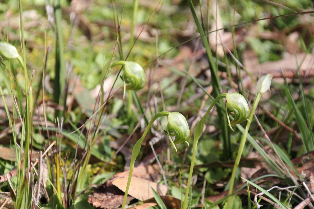Native Orchids - Nodding Green Hoods