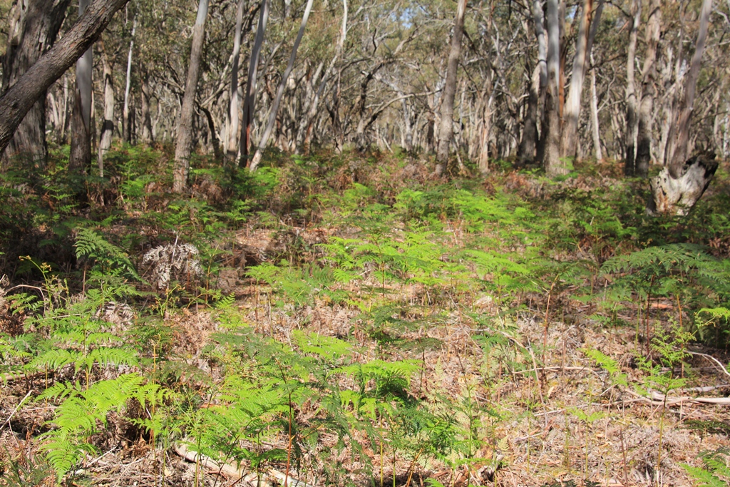 Eucaplyts with bracken