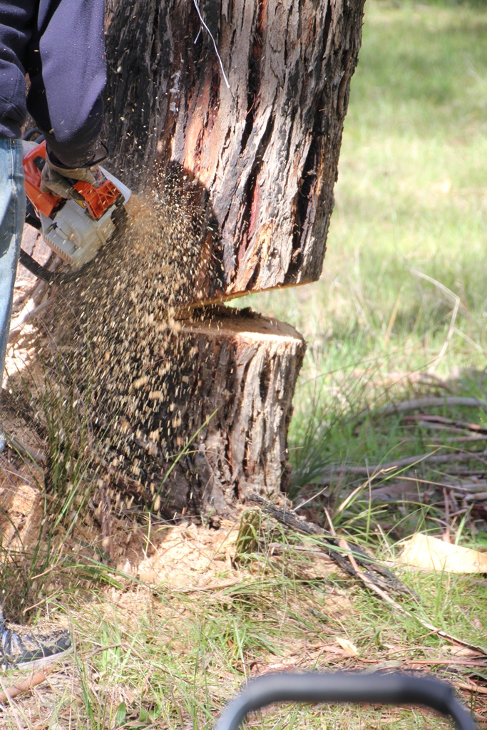 The first tree being felled.