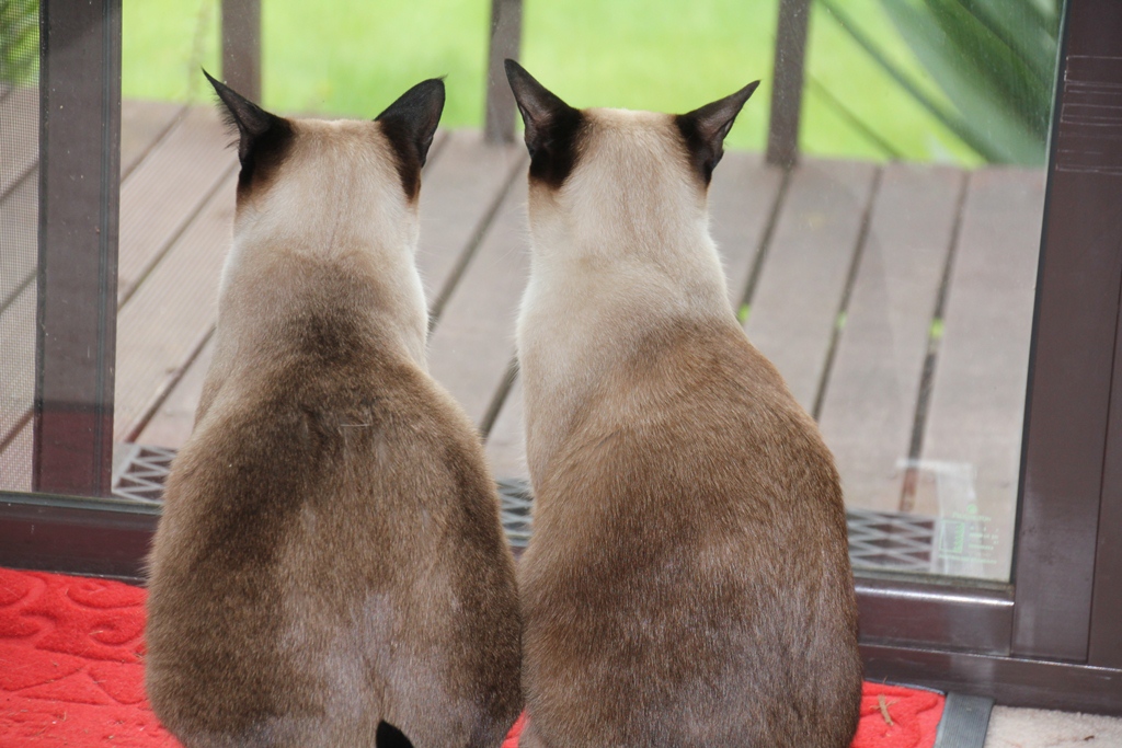 Luna and Clio watching the birds from the lounge room window