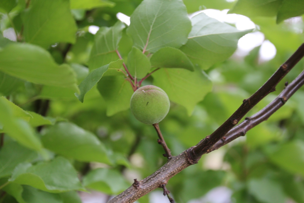 Apricot or nectarine