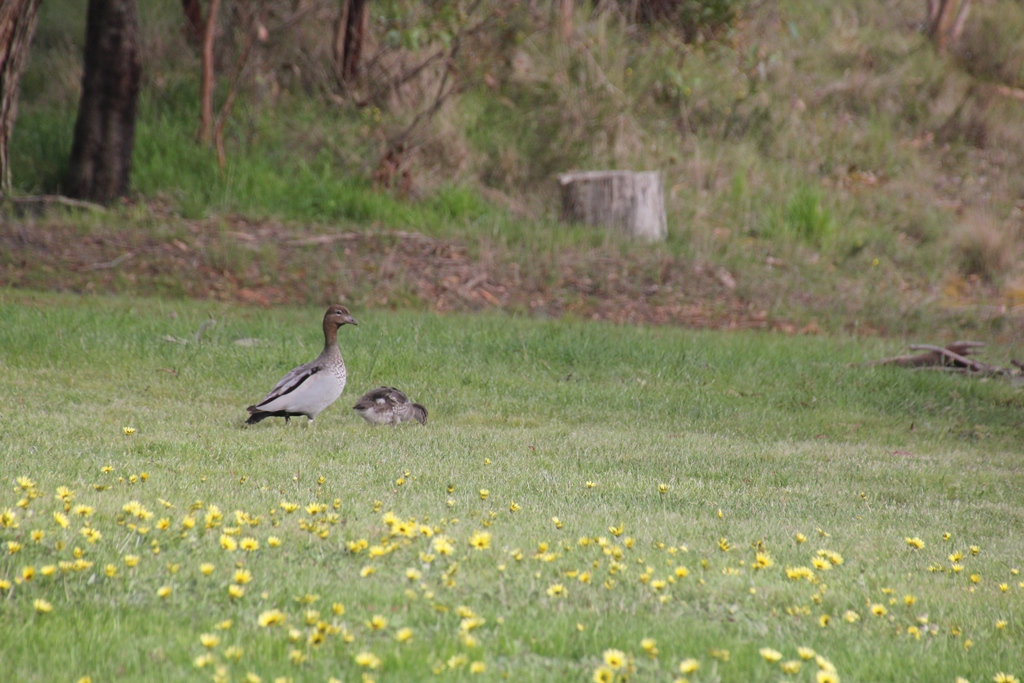 Australian Wood Ducks
