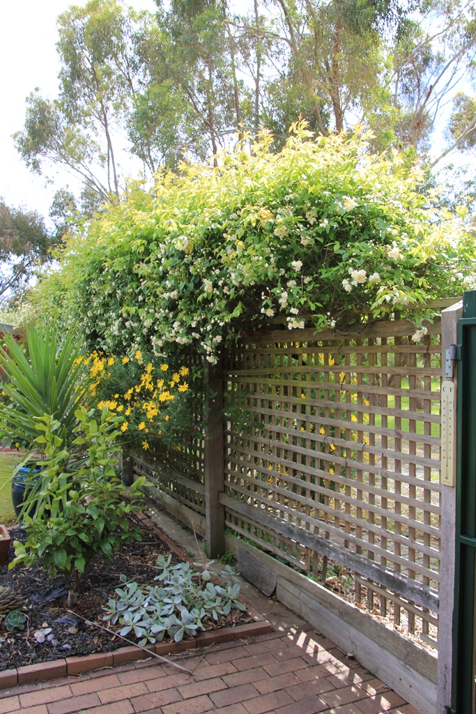 Fence To Be Replaced Lattice Fence to be replaced.
