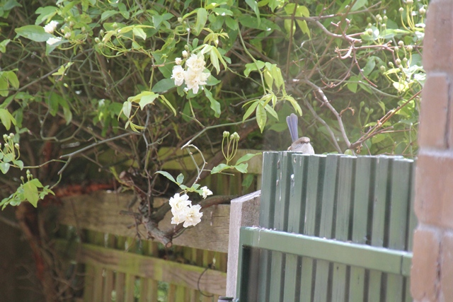 Female Superb Fairy Wren Female Superb Fairy Wren