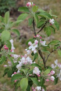 Fruit tree with blossom