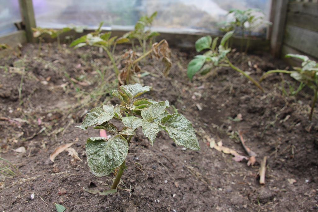 Ancestry, Gardening and Food Plant&nbsp;Recognition