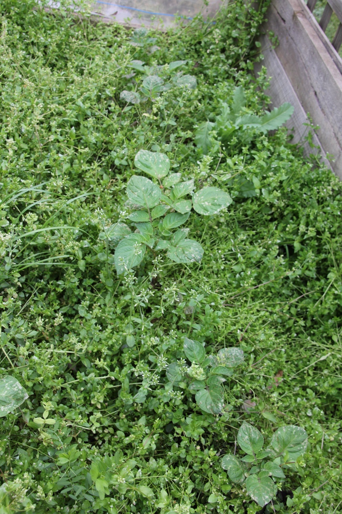 The weedy potato patch