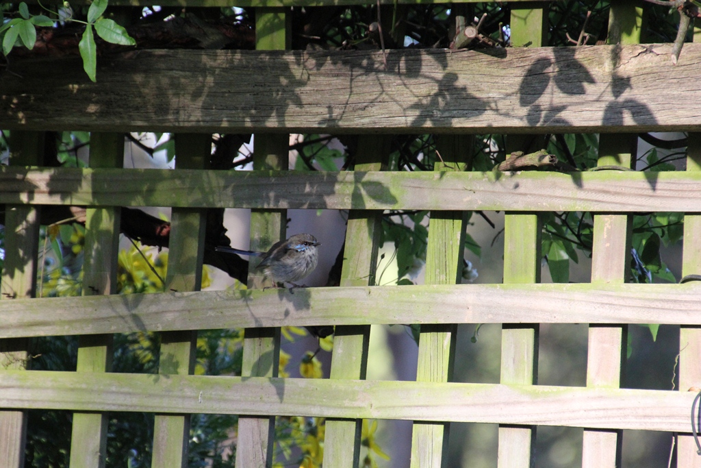 The Cat Enclosure&nbsp;Dilema