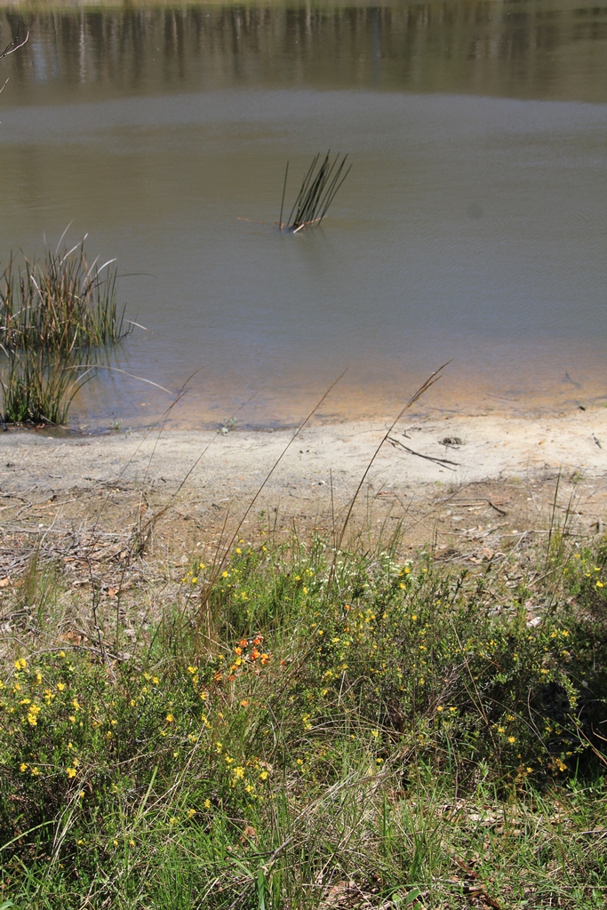 Wild Flowers on the Dam Bank