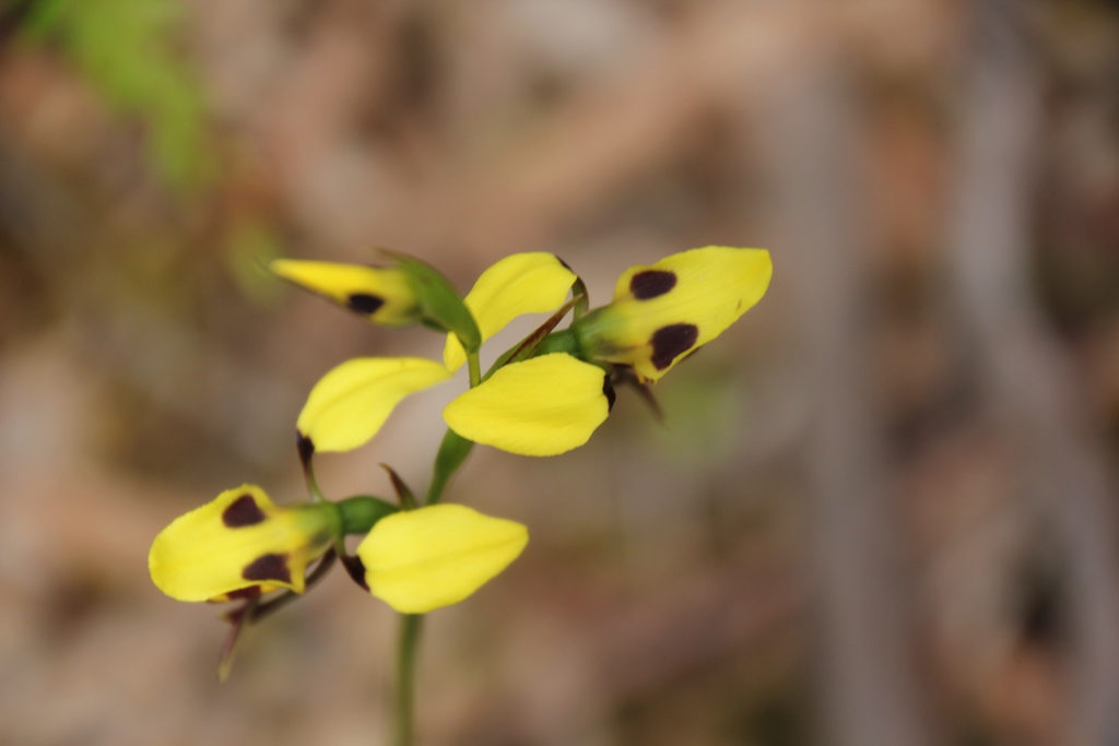 Australian Native Flowers&nbsp;2