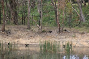 Australian Ravens around the dam