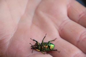 Golden Stag Beetle Underside