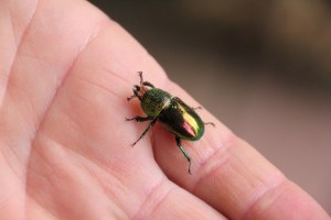 Golden Stag Beetle