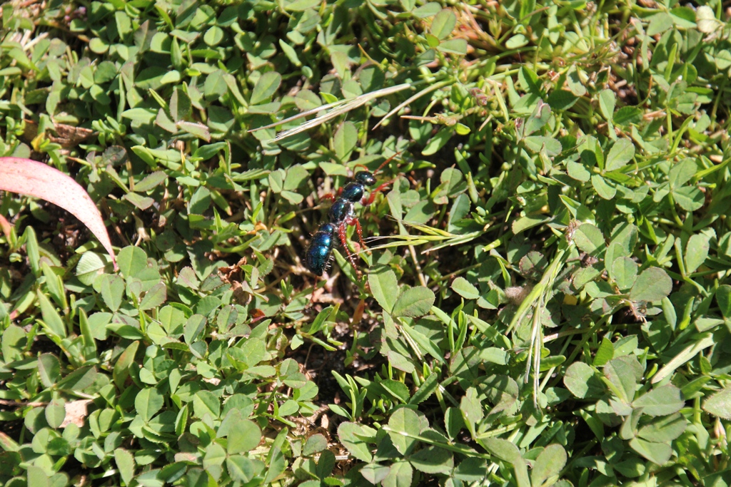 Blue Ant on green grass