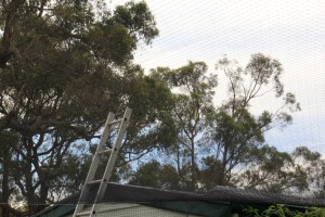 Tensioning the netting