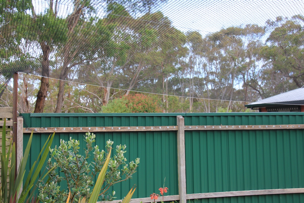 The view from inside the cat enclosure