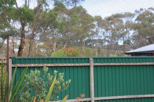 The view from inside the cat enclosure