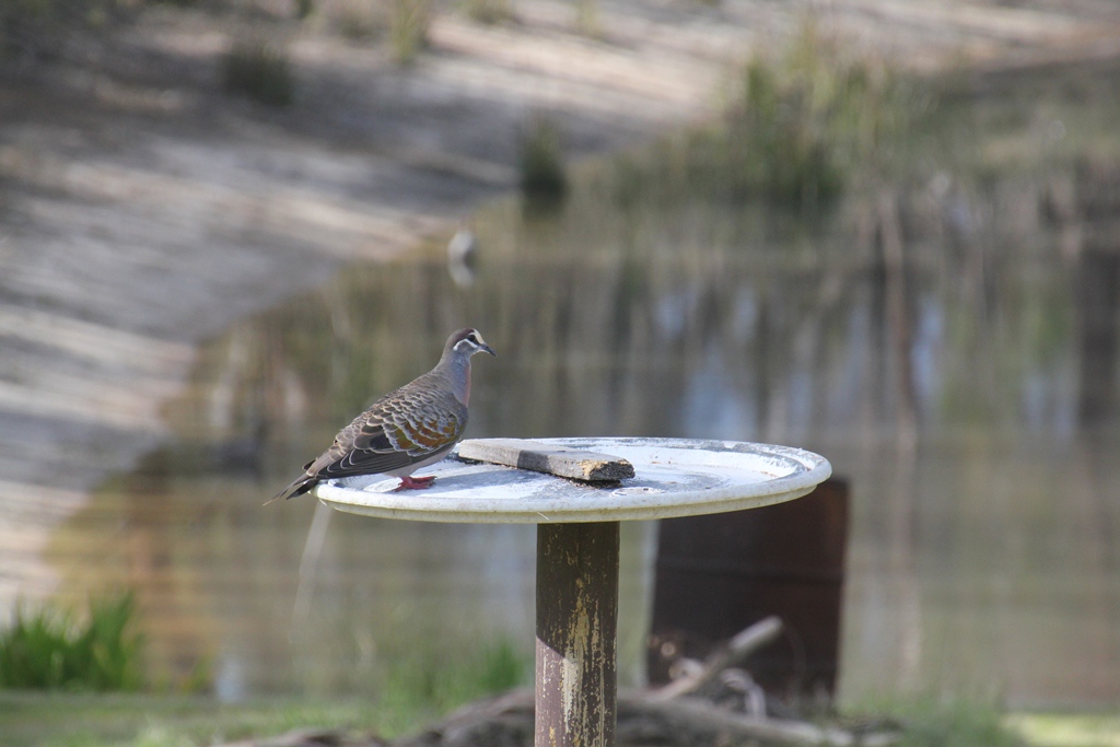 Common Bronzewing Pigeon