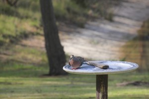 Common Bronzewing Pigeon