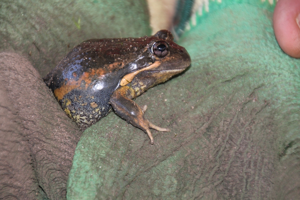 Eastern Banjo Frog