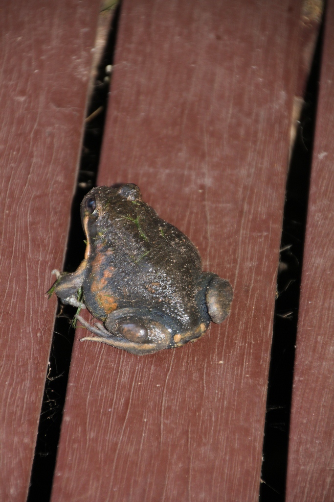 Eastern Banjo Frog