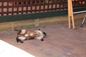 Luna rolling on the paving