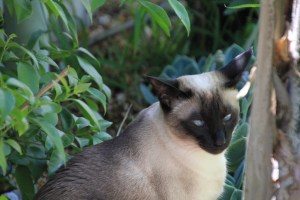 Luna in the rose garden