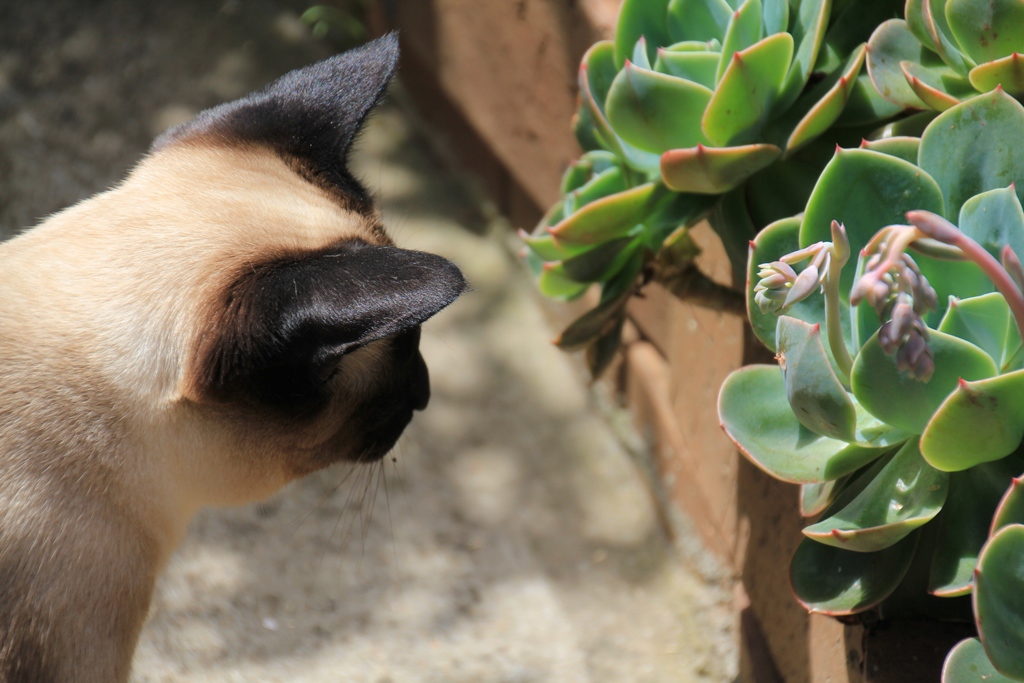 Luna hunting lizards