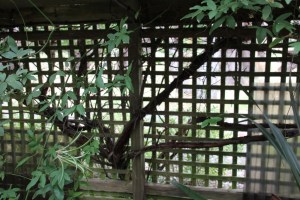 Fernery Wall with Banksia Rose