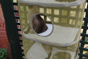 Luna exploring the Cozy climber