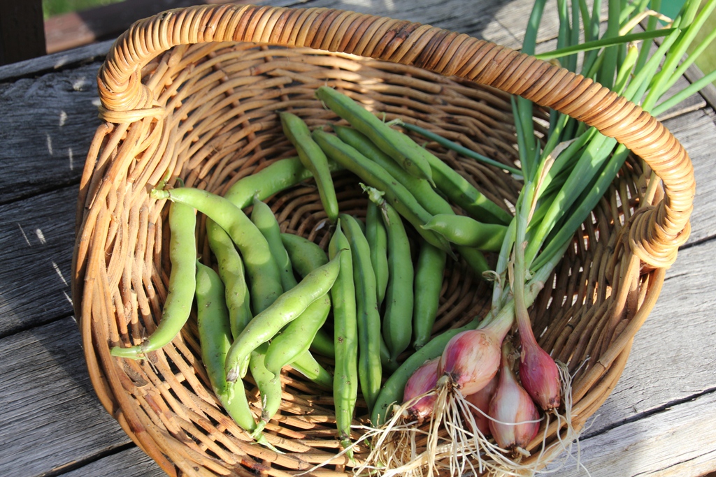 First Harvest Basket with broad beans and shallots