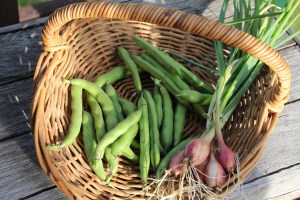 Basket with broad beans and shallots
