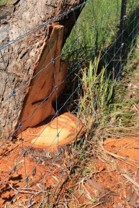 Another stump abutting a tree