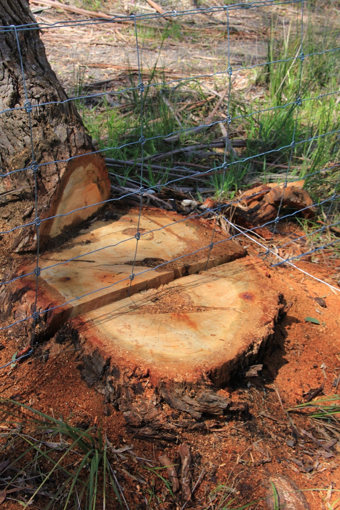 Stump with Abutting Tree
