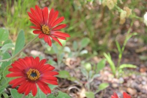 Red gerbera flowers