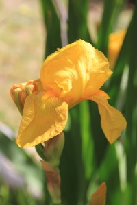 Yellow Iris