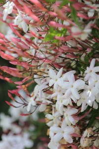 Jasmine