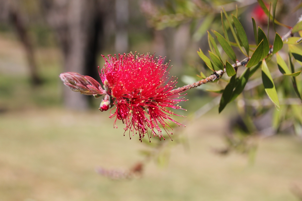 Native Shrubs in&nbsp;Flower