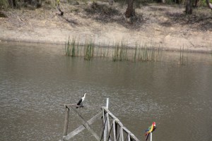 Pied Cormorant