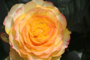 Yellow rose